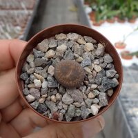 Lithops aucampiae ssp. aucampiae v. aucampiae  C 366