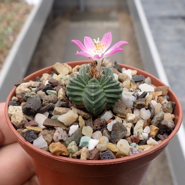 Aztekium valdezii