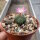 Aztekium valdezii