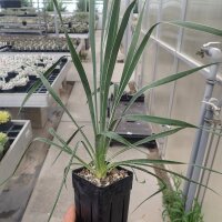 Yucca-Hybr. Mark David TB-Y17-01(dw)