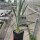 Yucca-Hybr. Mark David TB-Y17-01(dw)