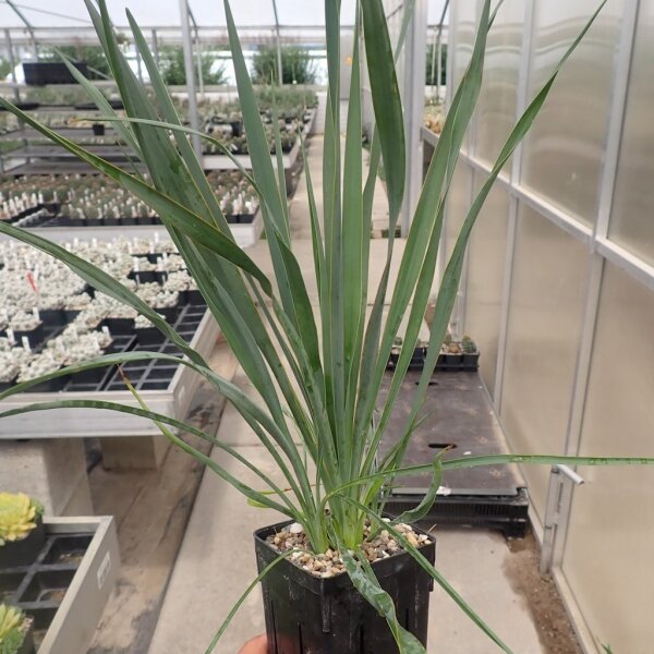 Yucca-Hybr. Catarina TB-Y17-02(dw)