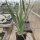 Yucca-Hybr. Catarina TB-Y17-02(dw)