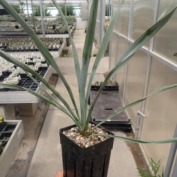 Yucca-Hybr. Benjamin Leighton TB-Y17-03(dw)