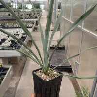 Yucca-Hybr. Benjamin Leighton TB-Y17-03(dw)
