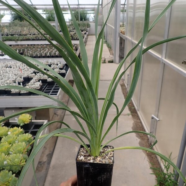 Yucca-Hybr. Oliver Valentin TB-Y17-04(dw)