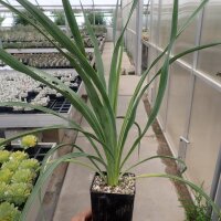 Yucca-Hybr. Oliver Valentin TB-Y17-04(dw)