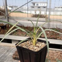 Yucca-Hybr. Oliver Valentin TB-Y17-04(dw)