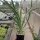 Yucca-Hybr. Oliver Valentin TB-Y17-04(dw)