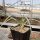 Yucca-Hybr. Oliver Valentin TB-Y17-04(dw)