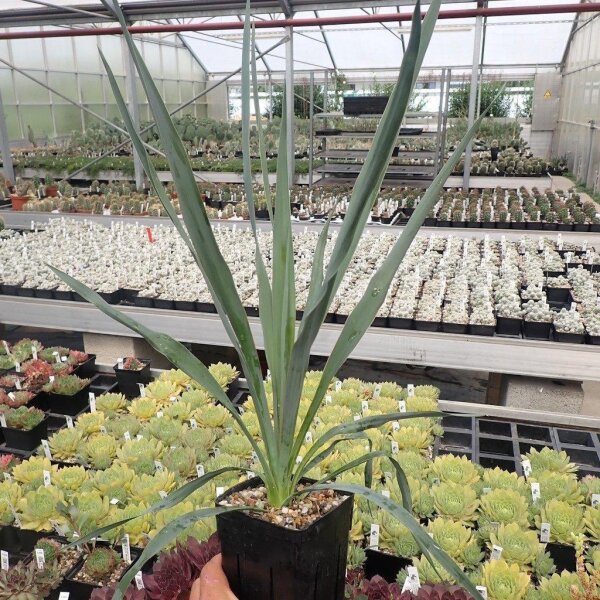 Yucca-Hybr. Moritz TB-Y17-05(dw)