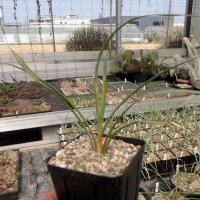 Yucca-Hybr. Moritz TB-Y17-05(dw)
