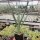 Yucca-Hybr. Moritz TB-Y17-05(dw)