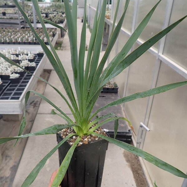 Yucca-Hybr. Thomas TB-Y17-07(dw)