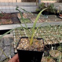 Yucca-Hybr. Thomas TB-Y17-07(dw)