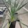 Yucca-Hybr. Thomas TB-Y17-07(dw)