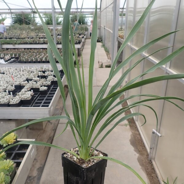 Yucca-Hybr. Robert TB-Y17-08(dw)