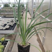 Yucca-Hybr. Robert TB-Y17-08(dw)