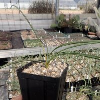 Yucca-Hybr. Robert TB-Y17-08(dw)
