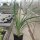 Yucca-Hybr. Robert TB-Y17-08(dw)