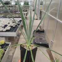 Yucca-Hybr. Sascha TB-Y17-09(dw)