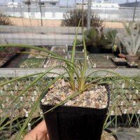 Yucca-Hybr. Sascha TB-Y17-09(dw)