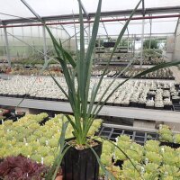 Yucca-Hybr. Robin Ian TB-Y17-10(dw)
