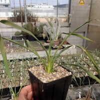 Yucca-Hybr. Robin Ian TB-Y17-10(dw)