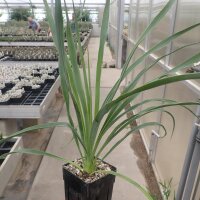 Yucca-Hybr. Miguel TB-Y17-11(dw)