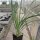 Yucca-Hybr. Miguel TB-Y17-11(dw)