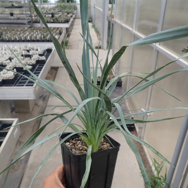 Yucca-Hybr. Leonie TB-Y17-12(dw)