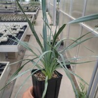 Yucca-Hybr. Leonie TB-Y17-12(dw)