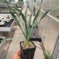 Yucca-Hybr. TB-Y17-13 Torsten (dw)