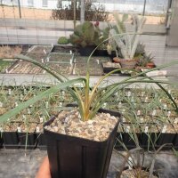 Yucca-Hybr. TB-Y17-13 Torsten (dw)