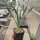 Yucca-Hybr. TB-Y17-13 Torsten (dw)