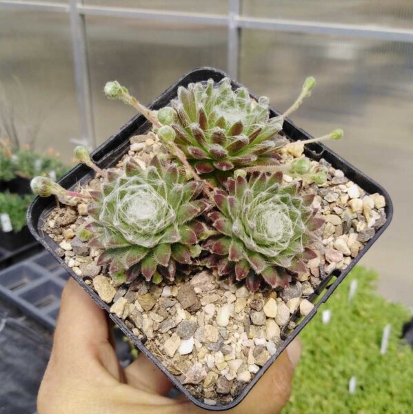 Sempervivum Snow Ball (dw)