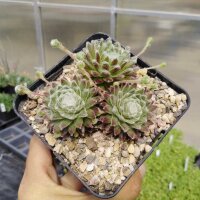Sempervivum Snow Ball (dw)