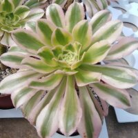 Aeonium arboreum cv. Tricolor