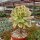 Aeonium arboreum cv. Tricolor
