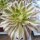 Aeonium arboreum cv. Tricolor