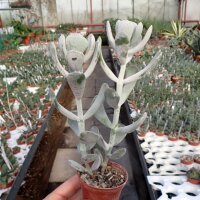 Cotyledon orbiculata cv. Pigs Ear