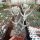 Cotyledon orbiculata cv. Pigs Ear