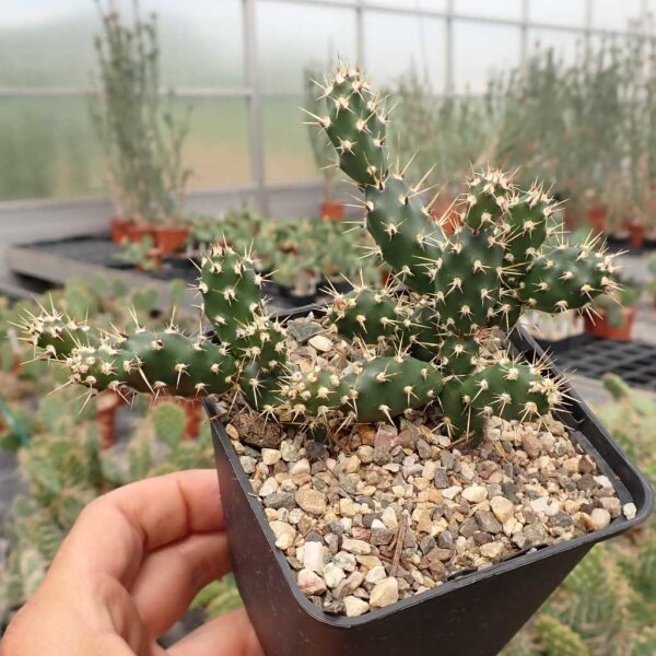 Opuntia fragilis Kaladar, Ontario Kanada (dw)