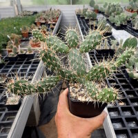 Opuntia fragilis Kaladar, Ontario Kanada (dw)