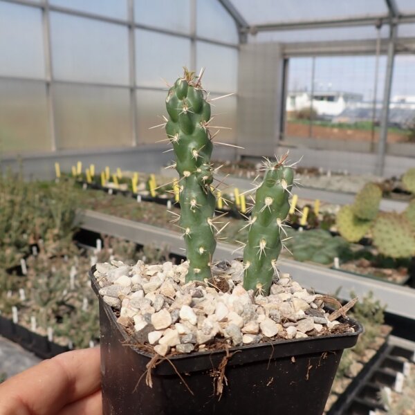 Cylindropuntia viridiflora cv. Frank (dw)