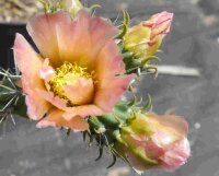Cylindropuntia viridiflora cv. Frank (dw)