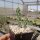 Cylindropuntia viridiflora cv. Frank (dw)