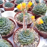 Echeveria setosa cv.Green