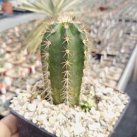 Echinocereus rischeri (dw)
