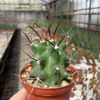 Echinocereus triglochidiatus x pectinatus v. rutowiorum